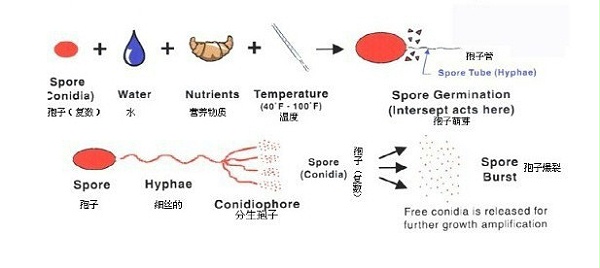 細(xì)菌生長過程