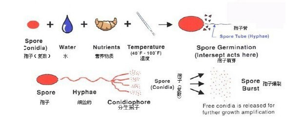 細(xì)菌生長(zhǎng)過(guò)程